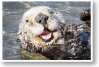 Big Sur and Moneterey Tours