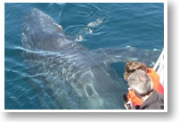 Big Sur and Moneterey Tours