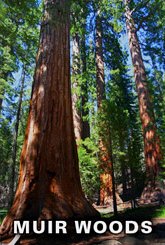 Muir Woods Tours