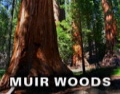 San Francisco Tours